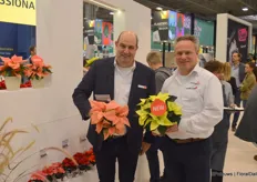 Ton de Bresser and Joost Rabbering with Selecta one, here showing a couple of new poinsettia varieties: Pink Champagne and Lemon Xmas. However pretty, these varieties are destined to remain 'specialties', meaning 90+ percent of all poinsettia's in the market is red, followed by white and only then 'weird' colors like these follow.